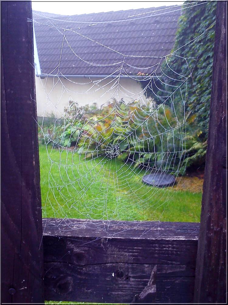 spidernet