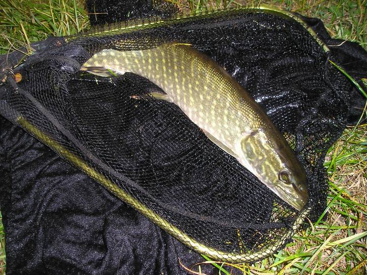 fish