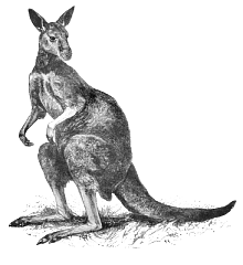 kangaroo